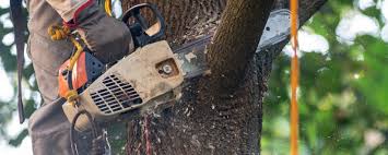 Best Commercial Tree Services  in South Williamsport, PA