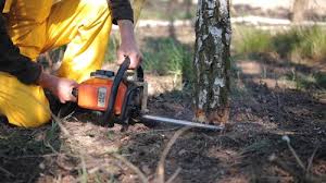 Best Tree Mulching  in South Williamsport, PA