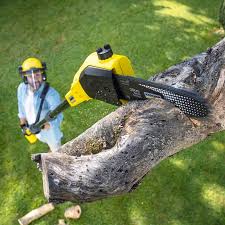 Best Tree Health Inspection  in South Williamsport, PA