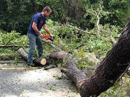 Best Tree Trimming and Pruning  in South Williamsport, PA