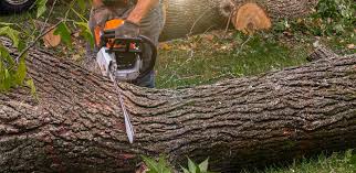 Best Lawn Drainage Solutions  in South Williamsport, PA