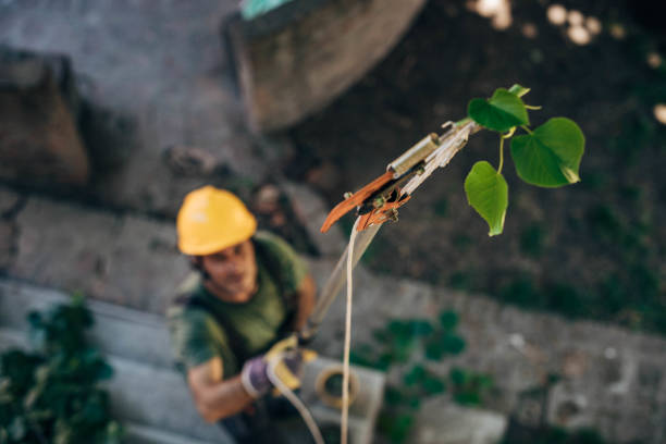 Best Tree Preservation Services  in South Williamsport, PA