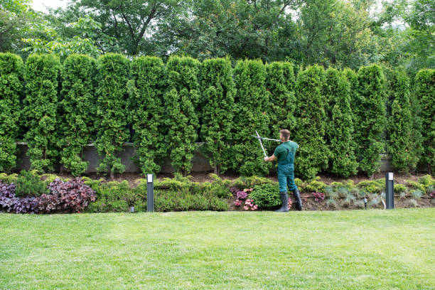 Best Tree and Shrub Care  in South Williamsport, PA