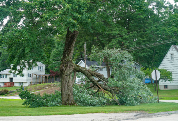 Best Arborist Consultation Services  in South Williamsport, PA