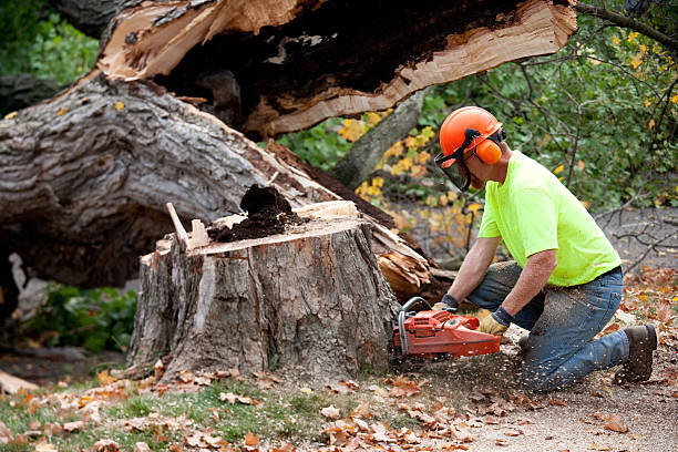 Reliable South Williamsport, PA Tree Removal Solutions