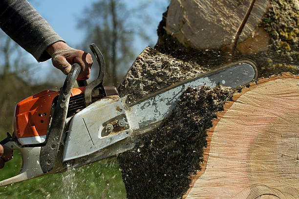 Best Fruit Tree Pruning  in South Williamsport, PA
