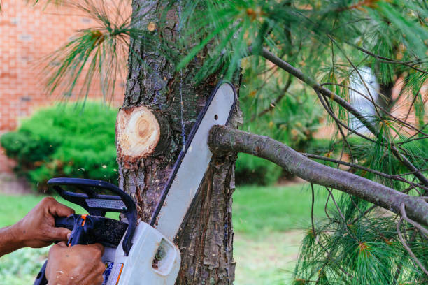 How Our Tree Care Process Works  in  South Williamsport, PA